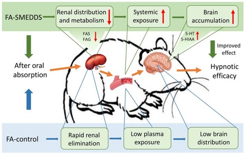 Figure 6 Possible mechanism underlining the improved effect of SMEDDS on the oral delivery and hypnotic efficacy of FA.
