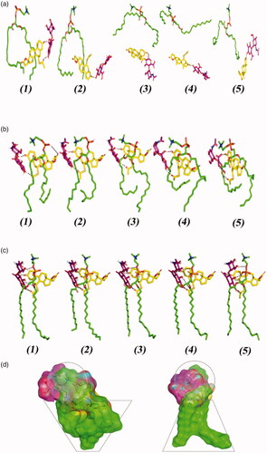 Figure 2. Conformation alterations time evolution of SPH ternary complex throughout the explicit molecular dynamics simulation at different solvation system. The thermodynamic movements and stability of formulation components; spironolactone (yellow sticks), hyaluronic acid monomer (magenta sticks), and phosphatidyl choline (green sticks) were monitored over MD simulation trajectories within (a) 100% chloroform; (b) combined chloroform/alcohol; (c) 100% water solvated systems at captured at different snapshots (1) 0.2 ns; (2) 0.4 ns; (3) 0.6 ns; (4) 0.8 ns; and (5) 1 ns. Polar interactions (hydrogen bonding) are depicted as black dashed lines. (d) Molecular surface 3 D representation of the cone micellar configuration of optimized SPH in chloroform: alcohol (1:1) combination (left panel), as well as the inverted cone micellar configuration of 100% water (right panel). Molecular surface representations were illustrated in colors being previously assigned for the optimized SPH components; yellow, magenta, and green are for spironolactone, hyaluronic acid monomer, and phosphatidyl choline, respectively.