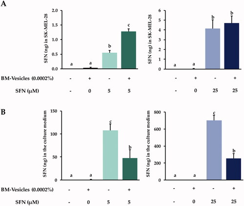 Figure 9. SFN metabolism analysis. Amount (ng) of sulforaphane (SFN) inside SK-MEL-28 cells (A), and their release into the culture medium (B) after the application of Broccoli membrane (BM)-vesicles (0.0002%) and two concentrations of free or encapsulated sulforaphane (SFN) (5 and 25 µM) for 24 h. Data are mean ± SE (n = 3). Different letters indicate significant differences between groups after a one-way ANOVA and Duncan’s test (p < 0.05).