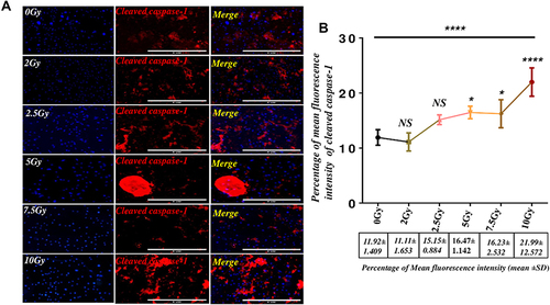 Figure 6 Gamma radiation directly activates Caspase-1 dependent pathway in microvascular endothelial cells.