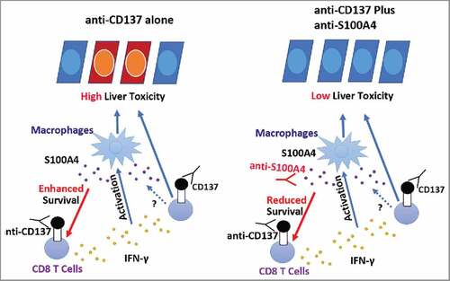 Figure 8. The role of S100A4 in anti-CD137-induced liver toxicity. CD8+ T cells, mainly the memory T cells, are activated by the anti-CD137 antibody in the liver and secrete large amounts of IFNγ, leading to the activation of macrophages and liver toxicity. During this process, large amounts of S100A4 are produced specifically inside of the liver and enhance CD8+ T cell survival, further amplifying the liver damage. Targeting S100A4 with an S100A4 blocking antibody affects CD8+ T cell survival and causes minimal liver toxicity. Similar effects could also be obtained by S100A4 deficiency or depletion of S100A4-positive macrophages.