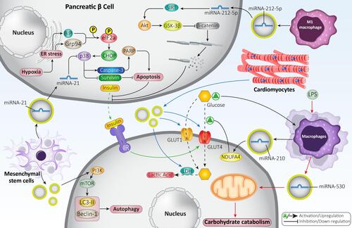 Figure 2 Exosomes in glucose and lipid metabolism as well as regulating β cell function. The exosomes derived from macrophages may contain miRNA-210 and miRNA-530 and are involved in carbohydrate catabolism. The exosomes can increase levels and activities of GLUT1 and GLUT4 to promote glucose uptake and enhance its metabolism in cells. Furthermore, exosomes can enter into β cells to prevent apoptosis and enhance their viability to maintain their capacity in insulin secretion.