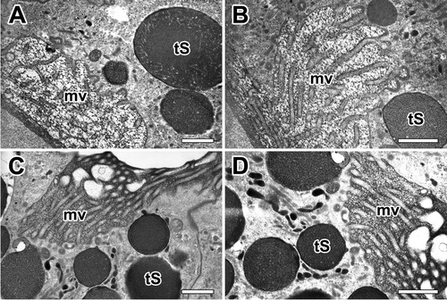 Figure 7. Electron micrographs of typical appearance of microvilli at apical epithelial cells in the ampullate gland. A: Brush border of an epithelial cell shows tightly packed microvilli (mv) that extend to lumen. B, C: Without granular fusion, the Type-S granules (tS) are finally released through the brush border by mechanism of merocrine secretion. D: Final secretory granules at luminal cytoplasm can be seen as a form of electron-dense granules. All scale bar indicates 0.1 µm.