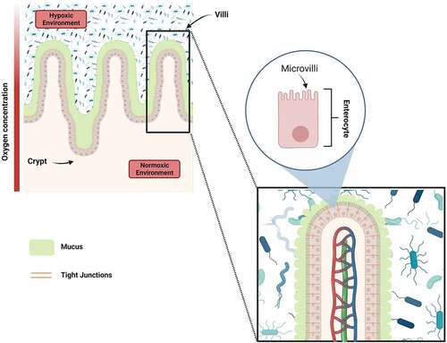 Figure 1. Structure of the small intestine including villi and crypts considering the hypoxic and normoxic environment (oxygen concentration). In particular, enterocytes (90%), which are connected via tight junctions, show microvilli at the luminal side that increase the surface area and are covered with mucus (5% goblet cells). Created with biorender.com.