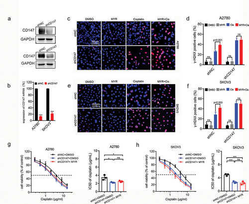 Figure 4. Myricetin increases cisplatin sensitivity of OC cells depending on CD147. (a) The protein level in CD147-knockdown A2780 and SKOV3 cells. (b) The RNA level in CD147-knockdown A2780 and SKOV3 cells. (c) Representative images of γH2AX-immunofluorescence in CD147-knockdown A2780. Cells were treated with DMSO, myricetin, cisplatin, or myricetin-cisplatin combination for 48 h. Scale bar, 50 μm. (d) Histogram showing the proportion of γH2AX-positive cells in OC cells from C. 200 cells per sample were examined. (e) Representative images of γH2AX-immunofluorescence in CD147-knockdown SKOV3 cells. Cells were treated like C. Scale bar, 50 μm. (f) Histogram showing the proportion of γH2AX-positive cells in OC cells from H. 200 cells per sample were examined. (g-h) Cisplatin sensitivity of CD147-knockdown OC cells in the presence or absence of myricetin. Histograms showing the IC50 of three independent experiments. Data were presented as means ± SD. one-way ANOVA. *p < 0.05, **p < 0.01, ***p < 0.001, ns: not significant.