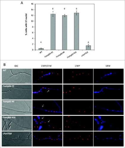 Figure 3. Hyphae from Foatg8Δ mutants contain multinucleated compartments. (A) Percentage of hyphal compartments containing 2 or more nuclei (n = 1000). Bars indicate the standard error from 3 independent replicates. Columns with the same letter are not significantly different (Duncan, P < 0.05). (B) Micrographs showing hyphae of the indicated strains subjected to nitrogen starvation and stained with calcofluor white (CFW). Arrows point to hyphal compartments containing more than one nucleus. Bars = 20 μm.