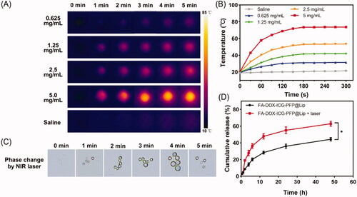 Figure 2. Photothermal effects, phase changes, and drug-release behavior of FA-DOX-ICG-PFP@Lip. (A) Infrared thermal images of FA-DOX-ICG-PFP@Lip at different concentrations irradiated by laser at 1 W/cm2 for 5 min. (B) Temperature–time curves of FA-DOX-ICG-PFP@Lip at different concentrations irradiated by laser at 1 W/cm2 for 5 min. (C) Micrographs showing phase transition of FA-DOX-ICG-PFP@Lip after exposure to 808 nm NIR laser irradiation at different times. (D) Release of DOX from FA-DOX-ICG-PFP@Lip in the presence or absence of laser irradiation (*p<.05).