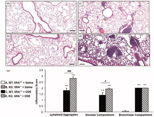 Figure 1. Lung inflammation in SRA knockout mice after repetitive ODE exposures. Mice were intra-nasally treated with saline or organic dust extract (ODE) daily for 3 weeks. A representative 4–5-µm thick section (H&E stained) of one mouse per treatment group is shown (10 × magnification). (a) Wild-type (WT) SRA+/+ + saline. (b) Knockout (KO) SRA−/− + saline. (c) WT + ODE. (d) KO + ODE. (e) Mean semi-quantitative distribution of inflammatory scores of lung lymphoid aggregates, alveolar inflammation, and bronchiolar inflammation in mice (n = 4–5 mice/group). Error bars represent SE. Statistically significant (***p < 0.001) versus saline. #p < 0.05 and ###p < 0.001: significant differences between groups as indicated (1-way ANOVA with Tukey’s post-hoc comparison). Line scale represents 100 µm.