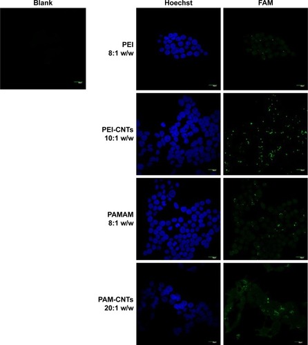 Figure 5 Fluorescence images of Hela cells after 24-h treatment with pure polymers and polymer-coated CNTs complexed with FAM-mir-503, at different weight ratios.Notes: A brighter fluorescence of PAM-CNTs (35.8%) compared to PEI-CNTs (16.9%) indicates an increased transfection ability of the dendrimer-coated CNTs (Figure S7 for quantitative data). The pure polymers PEI and PAMAM displayed a fluorescence intensity of 6.1% and 26.9%, respectively (compared to the blank control). Magnification 60×, scale bars represent 20 μm.Abbreviations: CNTs, carbon nanotubes; PAMAM, polyamidoamine dendrimer; PEI, polyethyleneimine.