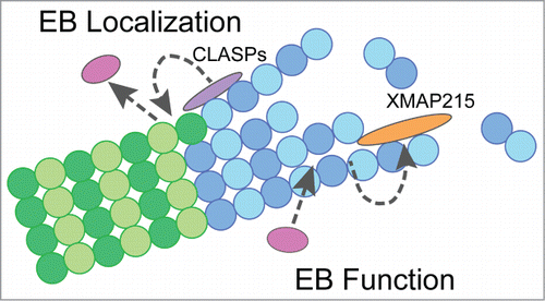 Figure 2. Model for allosteric interactions between EBs and TOG-containing proteins. (A) Model depicting the role of TOG-containing proteins, CLASPs and XMAP215, in allosteric interactions with EB proteins. Gray dotted-arrows indicate allosteric mechanisms at MTs involved in the regulation of EB localization (CLASPs) and microtubule dynamics (EB & XMAP215). Interactions between +TIP proteins are not shown in this model. Purple = CLASPs, orange = XMAP215, pink = EBs, dark blue = GTP-tubulin, light blue = GDP-tubulin after hydrolysis.
