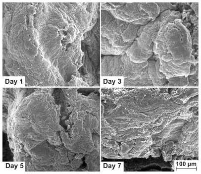 Figure 7 Field emission scanning electron microscopy images of the cells grown on graphene HG-2 after culturing for 1, 3, 5, and 7 days. All the images share the same scale bar.