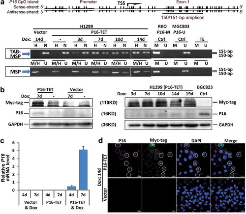 Figure 2. P16-TET induces hydroxymethylation of P16 CpG islands and reactivates expression of methylated P16 alleles in H1299 cells. (a) TAB-MSP analysis for detecting hydroxymethylated (H)- and nonhydroxymethylated (N)-P16 CpG alleles in H1299 cells stably transfected with P16-TET or empty control vector after doxycycline treatment. The MSP analysis results were also listed. Genomic DNA from RKO and BGC823 cells was used as P16M and P16U controls in the MSP assays, respectively. (b) Western blot analysis for detecting the P16 protein; Dox (±): with or without the doxycycline treatment (final conc. 0.25 μg/mL). Proteins from BGC823 cells were used as a P16U/active control. (c) qRT-PCR results for detecting P16 mRNA levels relative to Alu RNA levels; (d) Immunofluorescence confocal analysis for detecting P16 expression. P16-positive cells with P16-TET (Myc-tag) expression are highlighted with white dash cycles; P16-negative cells with P16-TET (Myc-tag) expression are highlighted with pink dash cycles. Bar: 30 μm.