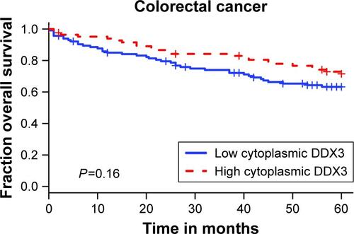 Figure S1 Kaplan–Meier plot depicting overall survival in high and low DDX3-expressing colorectal cancer samples.Abbreviation: DDX3, DEAD box protein 3.