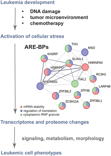 Figure 2. The ARE-BP axis is a functionally related network crucial for leukaemia development and chemotherapy resistance. Evidence-based interaction network retrieved from the string-db.org database. A full STRING network is presented; edges set to confidence (line thickness indicates the strength of data support); sources of interaction: experiments, co-occurrence, and co-expression; minimum required interaction score confidence set to low (0.15). GeneOntology enrichment analysis shows proteins involved in the regulation of mRNA stability (GOBP:0043488 in red), regulation of translation (GOBP:0006417 in blue) and localized in cytoplasmic ribonucleoprotein (RNP) granules (GOCC:0036464 in green).
