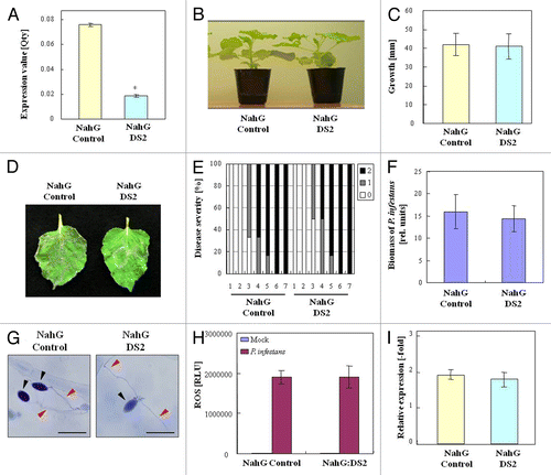 Figure 3. Role of SA in DS2 phenotype against P. infestans. (A) Total RNA was isolated from leaves of NahG control and NahG:DS2 plants. DS2 expression levels were analyzed using qRT-PCR as described in Materials and Methods. (B) Morphological observation of NahG and NahG:DS2 plants. Photograph was taken 3 wk after inoculation. (C) Plant growth was determined by measuring stem length as described in Figure 1. (D) Characteristic symptoms in NahG control and NahG:DS2 plant leaves inoculated with P. infestans. Photograph was taken 4 d after inoculation. (E) Evaluation of disease symptom in NahG control and NahG DS2 plant leaves after inoculation as described Materials and Methods. (F) Biomass of P. infestans in NahG control and NahG:DS2 plant leaves 4 d after inoculation as described in Figure 1. (G) Microscopic observation of N. benthamiana leaves 36 h after inoculation as described in Figure 1. (H) Reactive oxygen species was detected using L-012 after inoculation with P. infestans or water (Mock) as described in Figure 1. (I) Total RNA was isolated from NahG control and NahG:DS2 plant leaves 24 h after inoculation with P. infestans. NbPR-1a expression levels were analyzed using qRT-PCR as described in Materials and Methods.