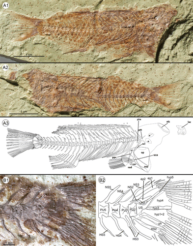 ←FIGURE 2. †Tugenchromis pickfordi, gen. et sp. nov. A1–A2, holotype in part (OCO-5-35) and counterpart (OCO-5-22); A3, right lateral view of the specimen (shading refers to ribs from the left side of the specimen); B1, caudal skeleton of †T. pickfordi, gen. et sp. nov. (OCO-5-22); B2, reconstruction of caudal skeleton in left lateral view. Abbreviations: cl, cleithrum; cor, coracoid; ep, epural; hs, hemal spine; hyp, hypural plate; lac, lacrimal; nlc, neurocranial lateral line canal; ns, neural spine; o, otolith; op, operculum; ph, parhypural; pha, pharyngeal teeth; ppc, postcleithrum; ptt, posttemporal; pu, preural centrum; rad, radials; sca, scapula; scl, supracleithrum; sop, suboperculum; us, urostyle; un1, uroneural 1; = , tubular lateral line scale; °, pitted lateral line scale.