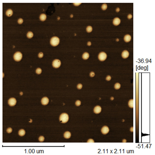 Figure 1 Atomic force microscopy of AmB-NLC.