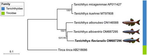 Figure 3. The phylogenetic tree constructed based on 13 protein coding genes of five Tanichthyidae mitogenomes and an outgroup. The support values of the corresponding nodes are shown (bootstrap values for ML/Bayes posterior probabilities for BI). The focal species is in bold, and pictures of the three Chinese Tanichthys were provided by Fan Li. The following sequences were used: T. micagemmae AP011427 (unpublished), T. kuehnei MT97808 (unpublished), T. albonubes ON146588 (unpublished), T. albiventris OM 687295 (Yang et al. Citation2023), T. flavianalis OM687296 (this study), and Tinca tinca AB218686 (Saitoh et al. Citation2006).