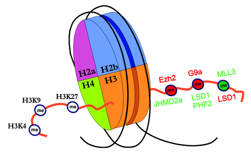 Figure 2. Nucleosome assembly of eight separate histone proteins (two each of H2a, H2b, H3, and H4), and various restrictive/permissive modifications. H3 tail on left: Lysine sites on the left H3 tail are addressed and serve as a regulatory site for the attachment of methyl groups. H3 tail on right: Methyl groups in red color represent restrictive chromatin assemblies, while methyl groups in green color represent facilitative chromatin. Histone methyltransferases are presented above the tail at their preferential catalytic site, while histone demethylases are presented below the tail. Enzymes in red indicate catalytic activity serving to create a restrictive modification, while enzymes in green represent catalytic activity serving to open chromatin. Note that LSD1 is restrictive at H3K4 and facilitative at H3K9.