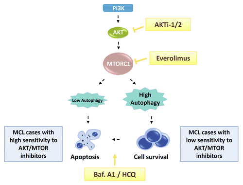 Figure 1. AKT-MTOR and autophagy triple targeting as an effective antitumoral therapy in MCL. Treatment with AKTi-1/2, an isoselective AKT inhibitor, prevents AKT rephosphorylation upon everolimus-mediated inhibition of MTORC1, thus enhancing the activity of the rapalog in MCL cells. However, the degree of autophagy induced by dual MTOR-AKT inhibition determines the fate of the cells, which can undergo either apoptotic cell death or survival. In low-responsive everolimus-AKTi-1/2 MCL cells, pro-survival autophagy can be counteracted by autophagy inhibitors such as bafilomycin A1 (Baf. A1) or hydroxychloroquine (HCQ), thus restoring the cytotoxic potential of MTOR-AKT targeting.