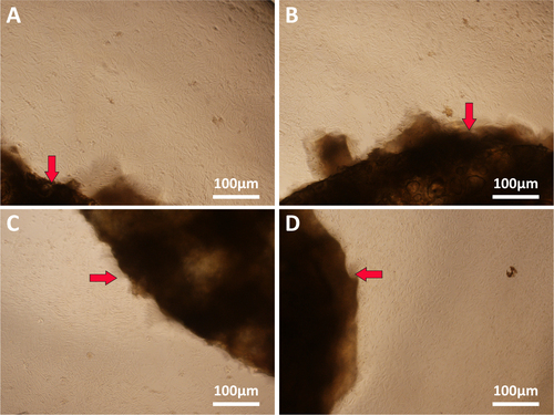 Figure 7. Microscopy images of SMSCs cocultured with 3D printed nanocomposite scaffolds shown by red arrows (a) NP/SF, (b) NP/SF–Gel, (c) NP/Gel-1, (d) NP/Gel-2.