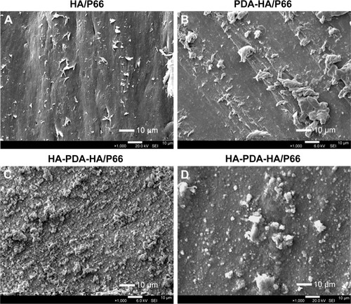 Figure 2 SEM images of HA/P66 (A) and PDA-HA/P66 (B), and SEM images of HA-PDA-HA/P66 before (C) and after (D) exposure to ultrasonication. (Magnification 1,000×).Abbreviations: HA/P66, hydroxyapatite/polyamide 66; PDA, polydopamine; SEM, scanning electron microscopy; PDA-HA/P66, polydopamine coating on hydroxyapatite/ polyamide 66; HA-PDA-HA/P66, hydroxyapatite coating formation on hydroxyapatite/polyamide 66 assisted by polydopamine.