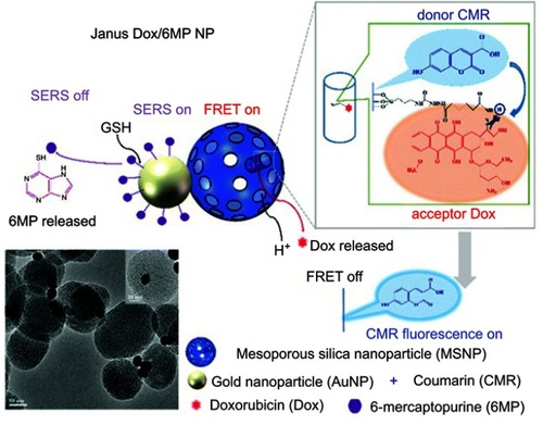 Figure 4 Schematic representation of the Janus Dox/6MP NPs and the mechanism of real-time monitoring of dual drugs with pH/redox dual responsive release in living cells. Copyright 2016 Royal Society of Chemisty. Reprinted with permission from Cao H, Yang Y, Chen X, Shao Z. Intelligent Janus nanoparticles for intracellular real-time monitoring of dual drug release. Nanoscale. 2016;8(12):6754–6760.Citation25