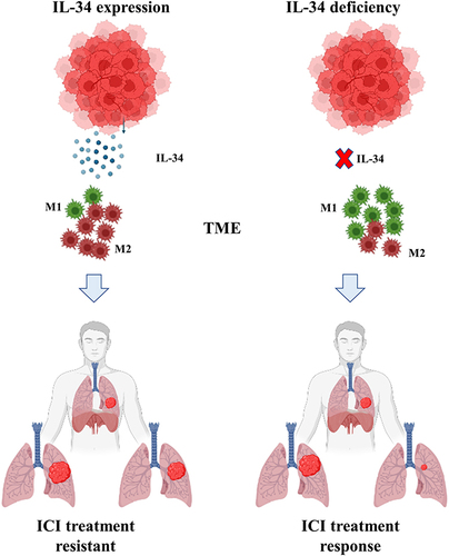 Figure 1 IL-34 expression status and response status in the context of immune checkpoint inhibitors. According to the literature, cases with high IL-34 expression are associated with macrophage M2 infiltration and lower frequencies of M1-type macrophages. Higher response status and decreased tumor tissue are associated with low or depleted IL-34 expression. Created with BioRender.com.