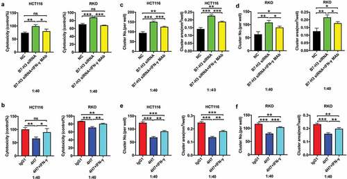 Figure 5. B7-H3 inhibited the cytotoxic effect of Vδ2 T cells against colon cancer cells by inhibiting IFN-γ