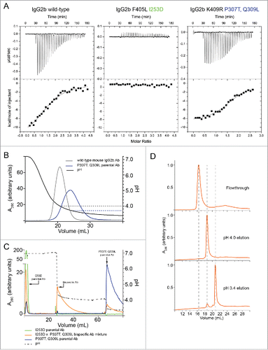 Figure 1. Binding of IgG2b to Z-domain and differential affinity purification. (A) Isotherms resulting from the binding of Z-domain to mouse IgG2b variants. Top panels show power input vs mole ratio of injectant (Z-domain) to titrant (IgG). Bottom panels plot the corresponding binding enthalpy. (B) Purification chromatograms of mouse IgG2b variants by 3-step pH gradient using mAbSelect Sure (GE Healthcare) affinity resin. The left y-axis shows absorbance at 280 nm and the right y-axis shows buffer pH vs elution volume. One mg each of mouse IgG2b was loaded in each experiment. (C) The elution fractions from each elution step: pH 7.2, 4.0, and 3.4 for the mixed sample containing both parental Abs and the bispecific Ab (orange trace in panel b) were analyzed by hydrophobic interaction chromatography (HIC). Dashed lines indicate the elution volume of the two parental mouse Abs and the mouse BsAb. Note that the elution volume of the mouse BsAb was intermediate between that of the parental mouse Abs.