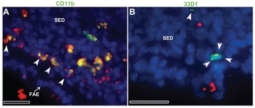 Figure 5 Fluorescent microscope images showing PPs at high magnifications after 4 hours of oral administration of Rh100 fluorescently labeled thiol-organosilica particles. (A) CD11b+ macrophages containing particles scattered in the SED of the PPs and aggregated under the FAE of the PPs; large numbers of particles co-localized with CD11b+ macrophages. (B) 33D1+ DCs scattered in the SED of the PPs; there was little co-localization of the particles with 33D1+ DCs.Note: Scale bar = 25 μm.Abbreviations: DCs, dendritic cells; FAE, follicle associated epithelium; PPs, Peyer’s patches; Rh, rhodamine B; SED, subepithelial dome.