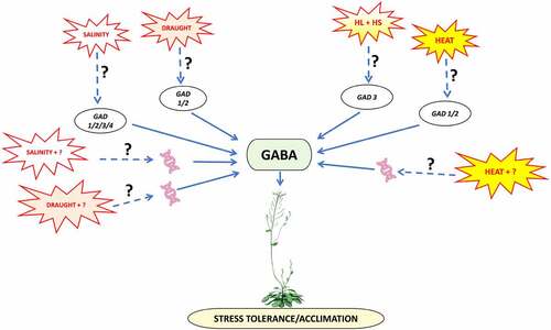 Figure 1. Schematic illustration of GABA being produced under the varying abiotic stresses through GABA shunt pathway utilizing the different GLUTAMATE DESCARBOXYLASE [GAD] transcripts to acclimatize the plant to stress. Different transcripts of GAD are expressed under stress combination (HL+HS) in comparison to single stress of the combination through unknown intermediaries. This difference paves way for stress tolerance via GABA synthesized through different GAD transcripts to be studied under other stress combinations too.