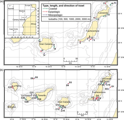 Figure 1.  Map of survey (a) ‘La Bocaina 11/97’ (B1–B18), and (b) ECOS 04/99’ (C1–C23) and ‘Mesopelagic 05/99’ (D1–D6) (legend as in Figure 1a). Station numbers refer to Table I. Insert in Figure 1a: the Canarian Archipelago, situated in the Eastern Central Atlantic.