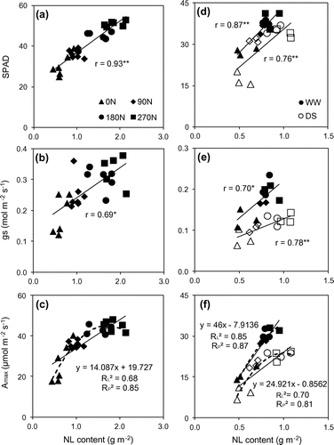 Figure 4. The correlation between SPAD, stomatal conductance (gs), potential photosynthetic rate and leaf nitrogen (NL) content at 60 DAT (a, b, c) and at 120 DAT (d, e, f) under well-watered (closed shape) and drought stress conditions (opened shape), respectively. RP2 and RL2 are R square value on chart of linear and polynomial regression types, respectively.