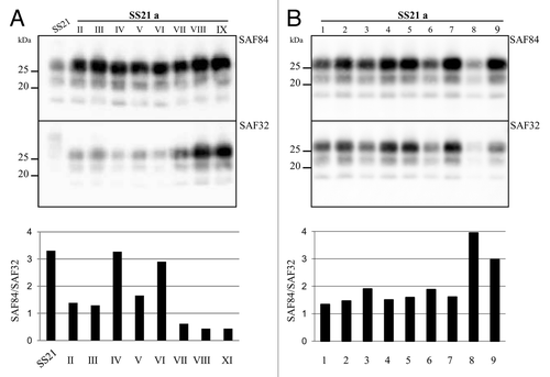 Figure 4. Genesis and evolution of the mutant conformer SS21/a. (A) western blot analysis of PrPres from SS21/a after each PMCA round, analyzed in replica blots probed with antibodies SAF84 and SAF32 as indicated, revealed a fluctuation of the MW in the different rounds of PMCA. The graph showing the SAF84/SAF32 ratio (bottom side of the panel) confirmed that SS21/a IX was different from the inoculum SS21 and identified a fluctuation of the dominant conformational variant among the rounds. (B) SS21/a obtained after 9 PMCA rounds was diluted 1:100, splitted in 9 tubes and subjected to one PMCA round. PrPres was analyzed in replica blots probed with antibodies SAF84 and SAF32, as indicated. The graph in the bottom panel depicts SAF84/SAF32 ratios for samples shown in the blots. PrPres amplified in tubes 8 and 9 showed a loss of the mutant biochemical signature.