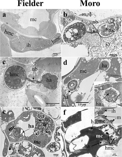 Fig. 3 TEM images of strain SRC-84 of P. striiformis haustorium development in ‘Fielder’ (a, c and e) and ‘Moro’ (b, d and f). (a) Intercellular spread of hyphae (ih) and formation of a haustorial mother cell (hmc), intercellularly, adjacent to a mesophyll cells (mc) at 9 dai. (b) Haustorial complex consisting of haustorial mother cell (hmc), haustorial neckband (nb) and haustorium (ha) at 11 dai. Note the deeply staining, granular appearance of haustorium (ha) and haustorial mother cell (hmc) cytoplasm, and presence of cytoplasmic contents (cy) in the intercellular space. (c) Haustorial complex consisting of haustorial mother cell (hmc), haustorial neckband (nb) and haustorium (ha) inside a mesophyll cell (mc) at 11 dai. (d) Early stages of hypersensitive response illustrating the breakdown of haustoria (ha) prior to cell collapse at 12 dai. Of the two haustoria shown, one in the upper right is intact while the one in the lower left has lost its extrahaustorial and haustorial membranes and the contents of the haustorium are being released into the mesophyll cell (mc). Inset shows partial degradation of both membranes. (e) Multiple haustoria (ha) inside a mesophyll cell at 11 dai. Also conspicuous are numerous chloroplasts and a nucleus (n) within the mesophyll cell, and intercellular hyphae (ih) surrounding the mesophyll cell. (f) Collapse of the mesophyll cell (mc) coincident with the presence of haustoria (ha) at 12 dai. Inset shows matrix (m) substance accumulating exterior to mesophyll cells adjacent to a intercellular hyphum (h). Bars = 2.5 µm.