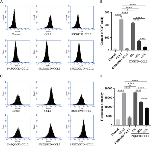 Figure 5 CCR2 inhibitors and ZQGCD containing serum can inhibit the increased excitability of DRGn induced by CCL/CCR2 signaling pathway. (A) Intracellular cationic Ca2+ content. (B) DRGn cell membrane potential. *P<0.05, ***P<0.001, ****P<0.0001, ns: P>0.05.