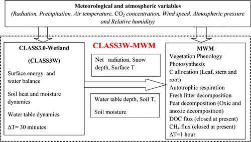 Fig. 1 The basic coupling structure of the coupled land surface climate model (CLASS3W) and the peatland C model (MWM) (referred as CLASS3W-MWM).