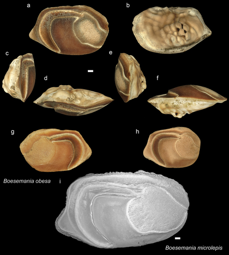 Figure 8. Sciaenidae. a-f: Boesemania obesa from Dad (NHMUK PV P 76645), inner (a), external (b), postrior (c), dorsal (d), anterior (e), ventral (f) views; g: B. obesa from AH inner view (GUBD V0199); h: B. obesa from JT1 inner view (GUBD V0200); i: Boesemania microlepis extant species from Vietnam (GSCN3846). Scale bar: 1mm.