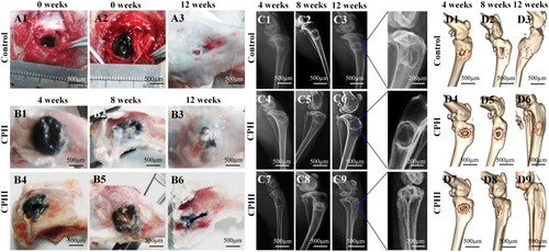 Figure 4 Implantation procedure, X-ray and 3D reconstruction analysis of new bone. (A) Photographs showing the surgical implantation procedure (A1 and A2) of the CPH, and CPHI scaffolds in rabbit bone defects. (A3) shows the defect control covered by the connective tissue after 12 weeks. (B1–B6) New bone formation of CPH and CPHI groups after 4, 8, and 12 weeks. (C1–C9) Evaluation of in vivo bone formation: representative X-ray images showing the level of the regenerated bone tissue after 4–12 weeks. (D1–D9) 3D reconstruction images showed the different reparative effects of the CPH and CPHI scaffolds after 4–12 weeks. Red arrows: bone density, Red dotted circles: defect areas, Red arrow: density bone regeneration.