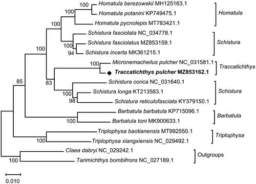 Figure 1. A phylogenetic tree was constructed for the genera Homatula, Schistura, Traccatichthys, Barbatula, Triplophysa, Claea, and Tarimichthys, with outgroup species, using the Maximum-likelihood (ML) method based on the connected protein sequences of 13 PCGs, with a bootstrap of 1000 replicates. GenBank accession numbers are given with species name, and the numbers at the nodes represent bootstrap values.