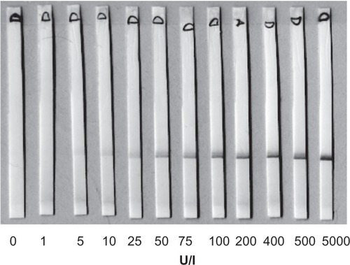 Figure 1 Test strips run with samples of human chorionic gonadotropin at indicated concentrations. For experimental details, please see text.
