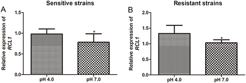 Figure 4 Expression of RCL1 in C. albicans under different pH condition. (A) The RCL1 expression in sensitive C. albicans under pH = 4 or pH = 7 condition. N = 14. (B) The RCL1 expression in ITR-resistant C. albicans under pH = 4 or pH = 7 condition. N = 14. *P < 005, compared with the strains cultured at pH = 4.