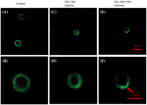 Figure 5. TiO2-PEG NPs induce the aggregation of hepatocyte growth factor receptors (HGFRs). Cells were incubated without or with TiO2 and TiO2-PEG NPs at 50 μg ml–1 for 24 h. (A, B) controls, without NPs exposure, the uniform distribution of the green fluorescence shows that HGFRs were scattered on the surface of cells; (C, D) TiO2 NPs exposure group: HGFRs were evenly scattered on the surface membrane of HepG2 cells; (E, F) TiO2-PEG exposure group: NPs induced HGFR aggregation, as shown by the arrow in F. Scale bar: 10 μm (A, C, E) and 20 μm (B, D, F).