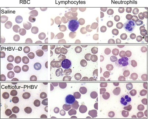 Figure 4 Images of peripheral blood smear of experimental groups analyzed by optical microscopy (100×).