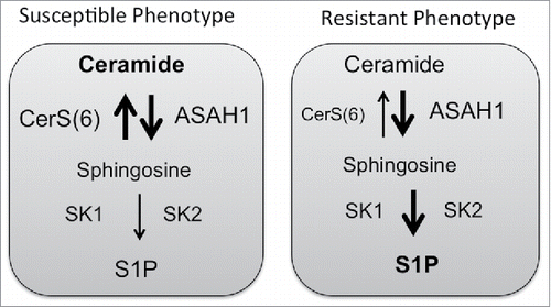 Figure 2. Cell death susceptibility. Cells with increased expression of acid ceramidase (ASAH1) may remain susceptible to death stimuli, if ceramide synthases activity prevails over activity of sphingosine kinases.