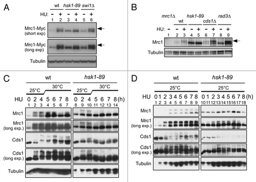 Figure 1 HU-induced hyperphosphorylation of Mrc1 is impaired in hsk1-89. (A and B) The whole cell extracts prepared from the indicated cells were analyzed by western blotting using anti-Myc (A), anti-Mrc1 (B) and anti-α-tubulin (A and B) antibodies. After addition of 15 mM HU (A) or 25 mM HU (B) to the cultures grown at 25°C, the cells were kept growing at 25°C for 4 hrs (A) or at 30°C (non-permissive for hsk1-89) for 3 hrs (B). Arrows indicate phosphorylated forms of Mrc1 protein. (A) Lanes 1 and 2, KT2791; lanes 3 and 4, MS346; lanes 5 and 6, MS401. (B) Lane 1, MS252; lanes 2 and 3, YM71; lanes 4 and 5, KO147; lanes 7 and 8, NI485. Slight increase of hyperphosphorylation of Mrc1 in swi1Δ cells may be due to increased fork damages in this strain. (C and D) The whole cell extracts prepared from YM71 (hsk1+, lanes 1–7) and KO147 (hsk1-89, lanes 8–14) were analyzed by western blotting using antibodies indicated. After addition of 15 mM HU to the cells grown at 25°C, they were shifted to 30°C for 4 hrs (C) or kept at 25°C throughout the experiment (D). In (C and D), the samples were analyzed on 7.5% SDS-PAGE (polyacrylamide:bisacrylamide = 99:1) containing 25 µM Phos-tag (1st, 2nd and 5th parts) or on 6.5% SDS-PAGE (99:1) containing 25 µM Phos-tag (3rd and 4th parts).