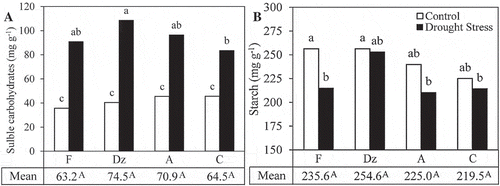 Figure 5. The effect of drought stress on (A) concentration of soluble carbohydrates and (B) starch content in the leaves of olive cultivars: Fishomi (F), Dezful (Dz), Amigdalolia (A), Conservolia (C). Means (n = 4) with different letters are significantly different at 5% level of the Duncan’s multiple range test. Upper case letters indicate significant differences between the cultivars.