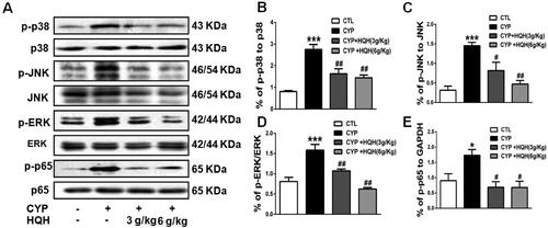 Figure 6. Effect of HQH on protein expression in the MAPK/NF-κB pathway in the kidneys of CYP-treated rats. (A) Phosphorylated p38, JNK, ERK and p65 expression was determined by western blot and representative images of protein bands were shown. (B) The levels of p-p38. (C) The levels of p-JNK. (D) The levels of p-ERK. (E) The levels of p-p65. Data are shown as mean ± SD, n = 4. *p < 0.05 and ***p < 0.001 versus theControl group. #p < 0.05 and ##p < 0.01 versus the CYP group.