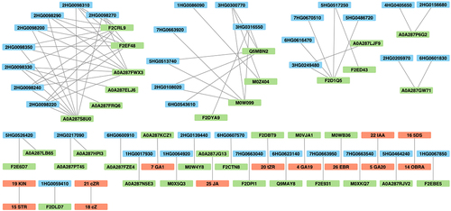 Figure 7. The network of differentially expressed genes related to GAs, BRs, SLs (blue), differentially abundant proteins (green) and hormones (red) with substantially correlated expression profiles (adjacency coefficient > 0.3).